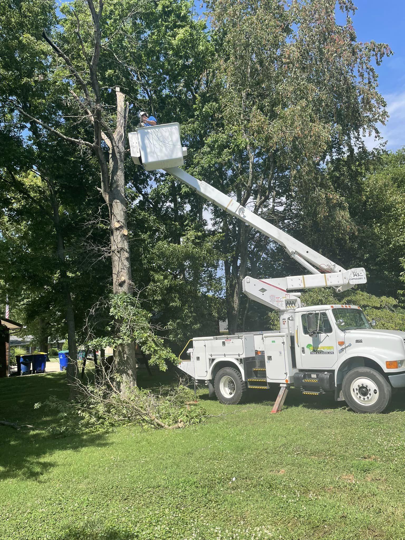 Tree Services