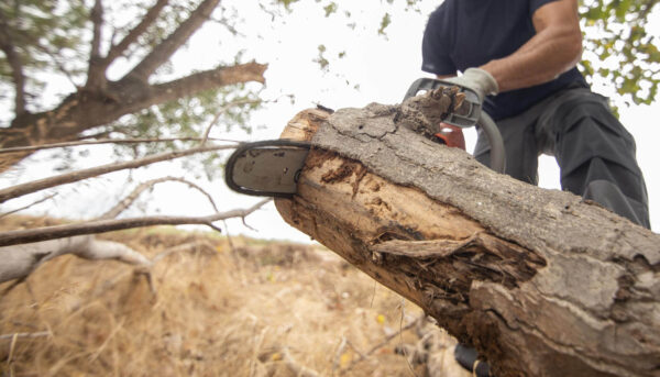 closeup-lumberjack-with-chainsaw-forest